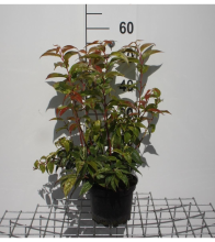 Planten Leucothoe fontanesiana 'Rainbow'   pot   20 30 cm