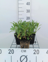 Planten Leucanthemum 'Silberprinzesschen'   pot 9x9 cm