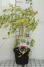 Planten Lespedeza thunbergii   pot   40 50 cm