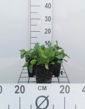 Planten Leucanthemum vulgare   pot 9x9 cm  