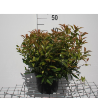 Planten Leucothoe 'Zeblid' (Scarletta)   pot   20 25 cm  