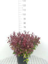 Planten Leucothoe 'Zeblid' (Scarletta)   pot 10L   40 50 cm