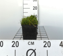 Planten Lilaeopsis brasiliensis   pot 11x11 cm