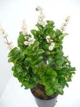 Planten Ligustrum japonicum 'Rotundifolium'   pot   20 25 cm