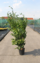 Planten Ligustrum japonicum 'Texanum'   pot 18L   125 150 cm