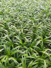 Planten Liriope muscari 'Gold Banded'   pot 9x9 cm