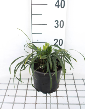 Planten Liriope muscari 'Ingwersen'   pot 2L