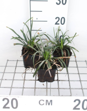 Planten Liriope muscari 'Ingwersen'   pot 9x9 cm
