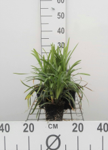 Planten Liriope muscari 'Moneymaker'   pot 9x9 cm  