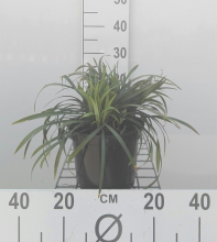 Planten Liriope muscari 'Moneymaker'   pot 3L  