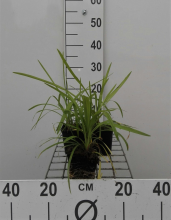 Planten Liriope muscari 'Monroe White'   pot 9x9 cm  