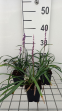 Planten Liriope muscari 'Royal Purple'   pot 9x9 cm