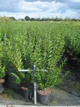 Planten Ligustrum ovalifolium   pot 12L   125 150 cm  