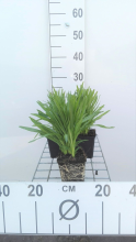 Planten Liatris spicata 'Floristan Weiss'   pot 9x9 cm  