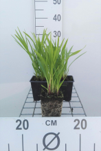 Planten Liatris spicata 'Kobold'   pot 9x9 cm  