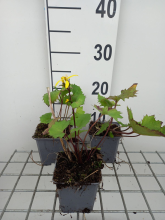 Planten Ligularia stenocephala 'The Rocket'   pot 9x9 cm  
