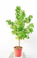 Planten Liquidambar styraciflua   pot 10L   100 125 cm