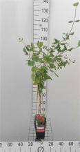 Planten Lonicera x brownii 'Dropmore Scarlet'   pot   50 60 cm  