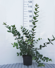 Planten Lonicera fragrantissima   pot   40 50 cm  