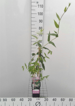 Planten Lonicera henryi   pot   50 60 cm  