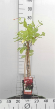 Planten Lonicera japonica 'Red World'   pot   50 60 cm