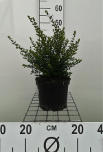 Planten Lonicera nitida 'Elegant'   pot 3L   40 50 cm