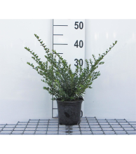 Planten Lonicera nitida 'Elegant'   pot 1,3L   25 30 cm  