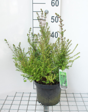 Planten Lonicera nitida 'Ernest Wilson'   pot 3L   30 40 cm