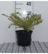 Planten Lonicera nitida 'Lemon Beauty'   pot   25 30 cm