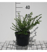 Planten Lonicera nitida 'Maigrün'   pot 2L   30 40 cm  