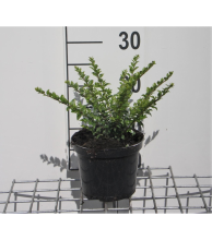 Planten Lonicera nitida 'Maigrün'   pot 1,3L   25 30 cm  