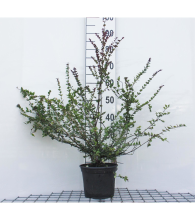 Planten Lonicera nitida 'Red Tips'   pot   20 25 cm