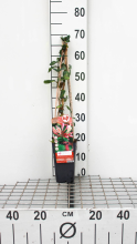 Planten Lonicera periclymenum 'Belgica'   pot   50 60 cm  