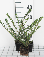 Planten Lonicera pileata   pot 9x9 cm   15 20 cm