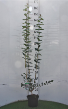 Planten Lonicera tatarica   pot   40 60 cm