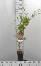 Planten Lonicera x tellmanniana   pot   50 60 cm