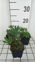 Planten Lupinus 'Chandelier'   pot 9x9 cm  