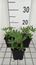Planten Lupinus 'The Chatelaine'   pot 9x9 cm  