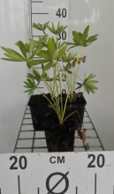Planten Lupinus 'Gallery Blue'   pot 9x9 cm  