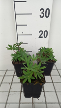 Planten Lupinus 'The Governor'   pot 9x9 cm