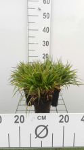 Planten Luzula pilosa 'Igel'   pot 9x9 cm