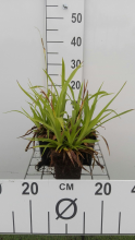 Planten Luzula sylvatica   pot 9x9 cm  