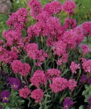 Planten Lychnis alpina   pot 9x9 cm