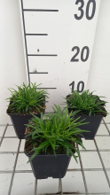 Planten Lychnis alpina 'Rosea'   pot 9x9 cm  