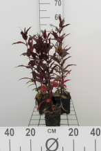 Planten Lychnis x arkwrightii 'Vesuvius'   pot 9x9 cm