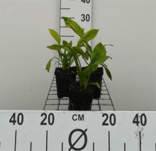 Planten Lysichiton camtschatcensis   pot 9x9 cm  