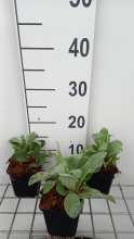 Planten Lychnis coronaria   pot 9x9 cm