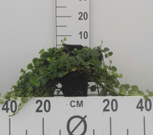 Planten Lysimachia nummularia   pot 9x9 cm  