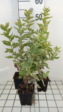 Planten Lysimachia punctata 'Alexander'   pot 9x9 cm  
