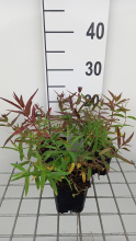 Planten Lythrum salicaria 'Zigeunerblut'   pot 9x9 cm  